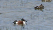 PICTURES/Bosque del Apache Wildlife Center/t_Ducks.JPG